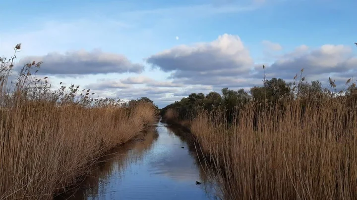 Canal et roselière de s’Albufera. Image du communiqué publié le 17 août 2026 ; date de prise de vue non précisée.
